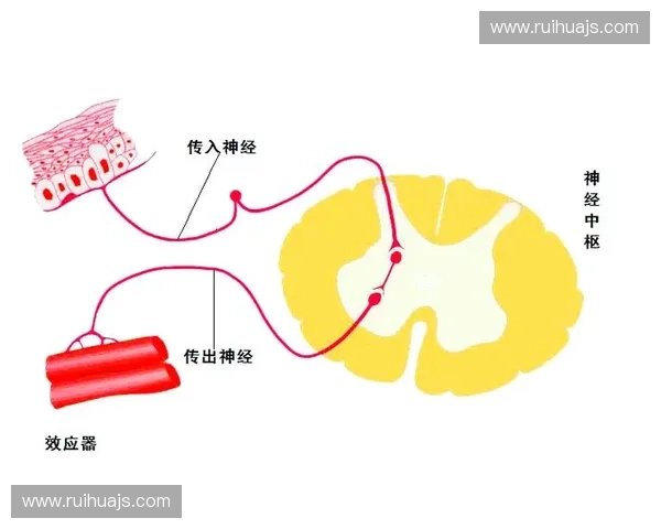 守门反应在神经信号传递与疼痛调控中的机制探究